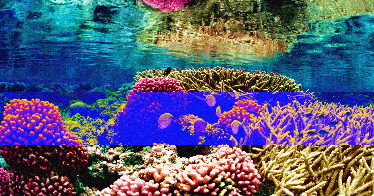 Scientists identified a gene that allows coral to survive hot water, and they want to gene-hack it into reefs to protect against climate change.