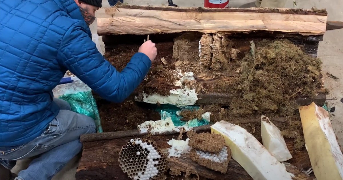 According Washington state officials, an investigation of the latest murder hornet nest found 500 live specimen in various stages of development.