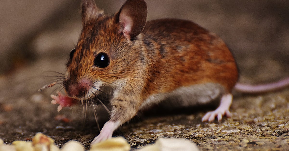 By reversing molecular changes that happen naturally with age, a team of scientists restored vision to blind mice that they made more genetically youthful.