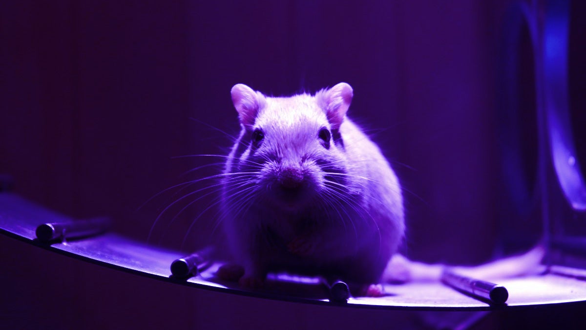 Blocking a single protein called 15-PGDH made old mice much stronger and healthier, as though they had been made younger as a result.