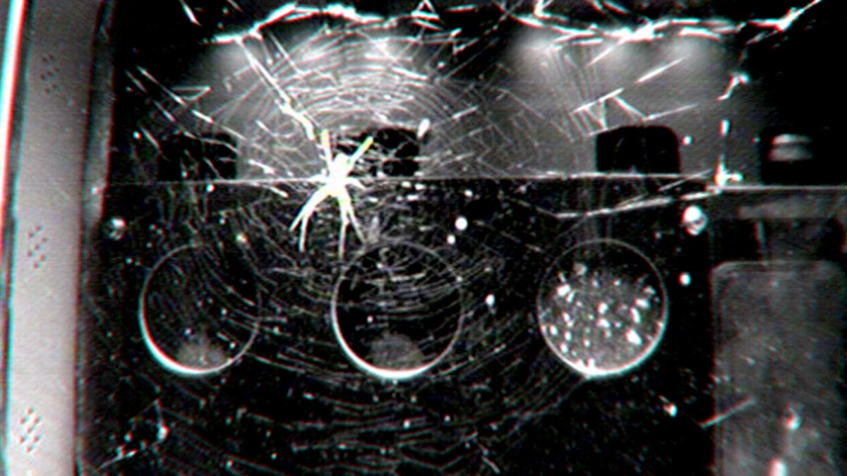 Scienitsts decided to bring spiders to the International Space Station to find out how important gravity was for their webs.