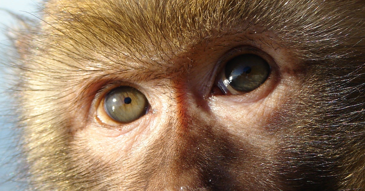 Thanks to an array of electrodes implanted in their brains, two monkeys were able to "see" and recognize individual shapes — without using their eyes.