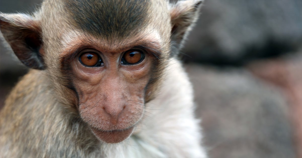 NASA euthanized all 27 of its primates at the agency's Ames research center in California in February 2019, The Guardian reports.