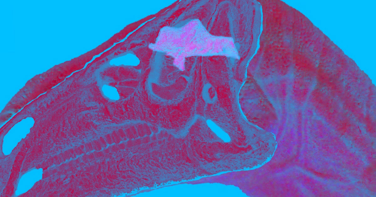 Scientists reconstructed a dinosaur's brain from scans of well-preserved fossils, learning they had been wrong about how the species lived in the process.