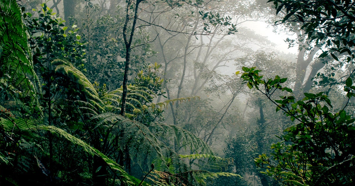 Some scientists suggest that gene-hacking trees to grow faster and be more resilient could help fight climate change by restoring carbon sinks.