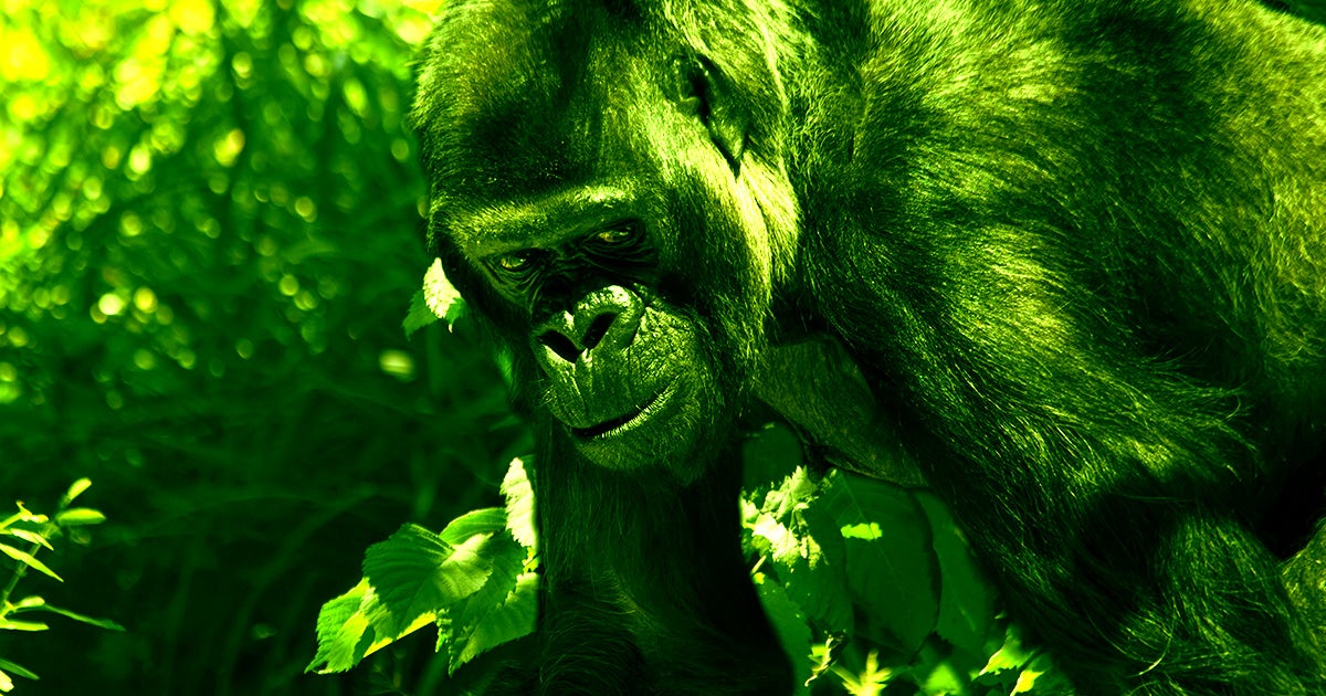 Eight gorillas at the San Diego Zoo have tested positive for COVID-19, the Associated Press reports, the first known case amount such primates in the US.