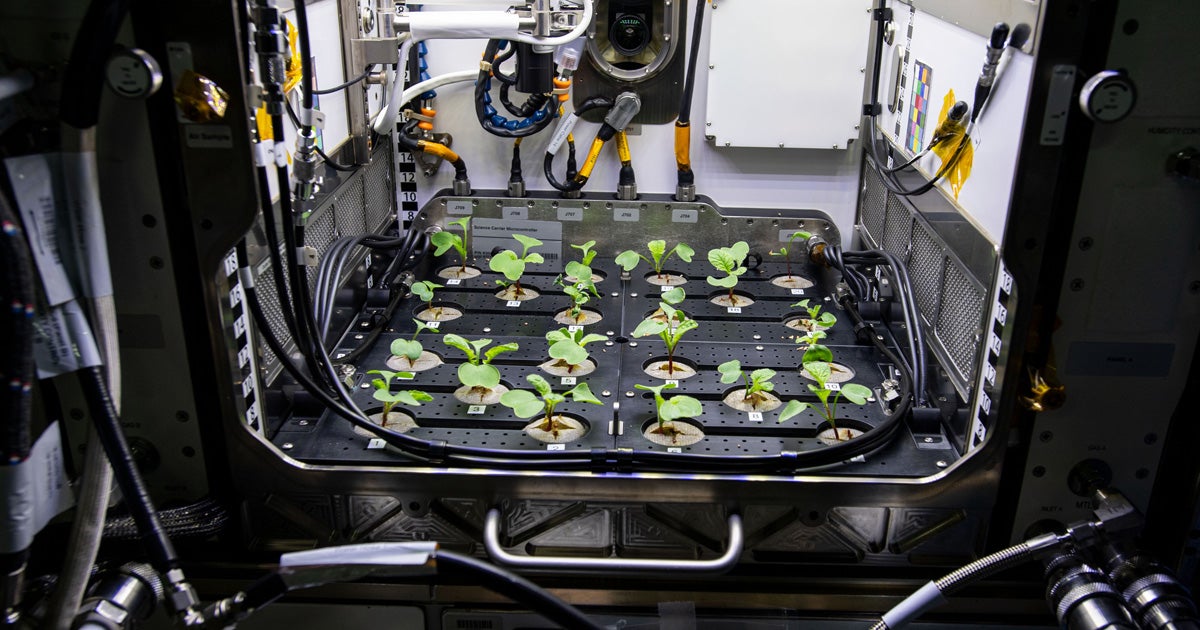 International Space Station crewmembers dug into radishes that were the first non-leafy green veggies to be grown and consumed on the ISS.