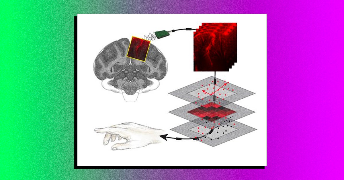 Scientists discovered that they could use precise ultrasound to read neural activity and even predict behavior before it happens.