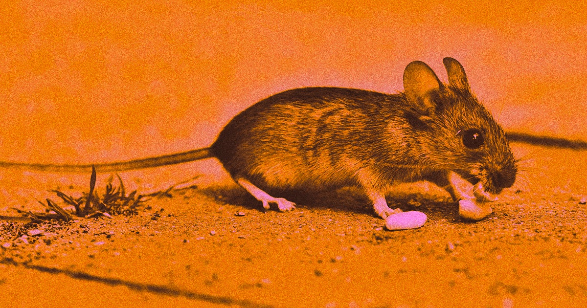 Blasting mouse livers with ultrasound beams made the mice lose excess weight, potentially giving doctors a way to prevent diabetes.
