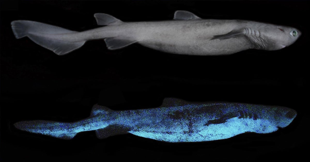 A team of researchers in New Zealand have discovered how three species of sharks can glow in the dark well below the surface of the ocean.