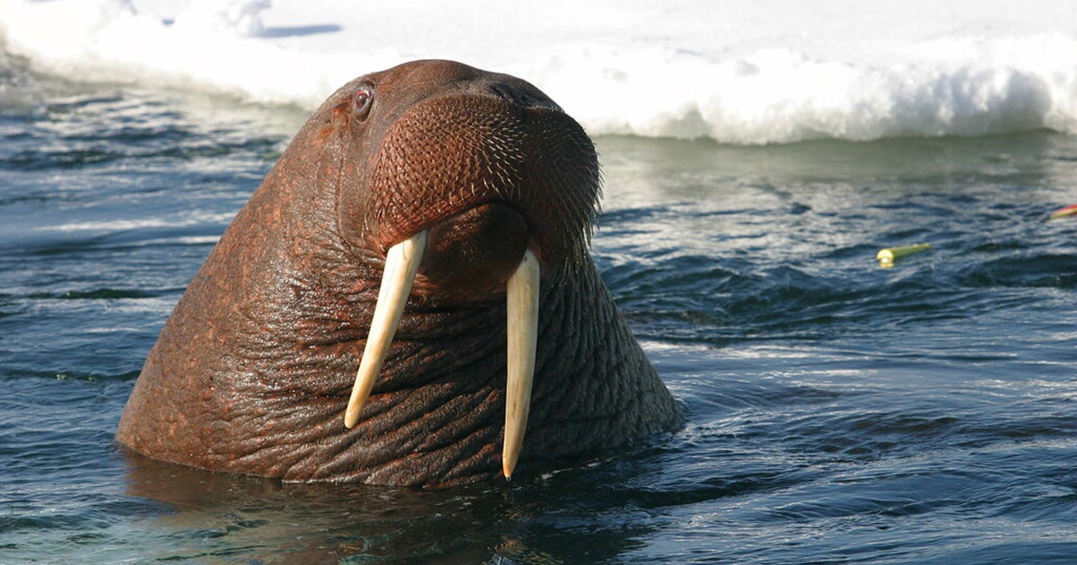 A poor walrus had a really rude awakening — it woke up on top of an iceberg floating off the northern shore of Ireland after drifting from the North Pole.