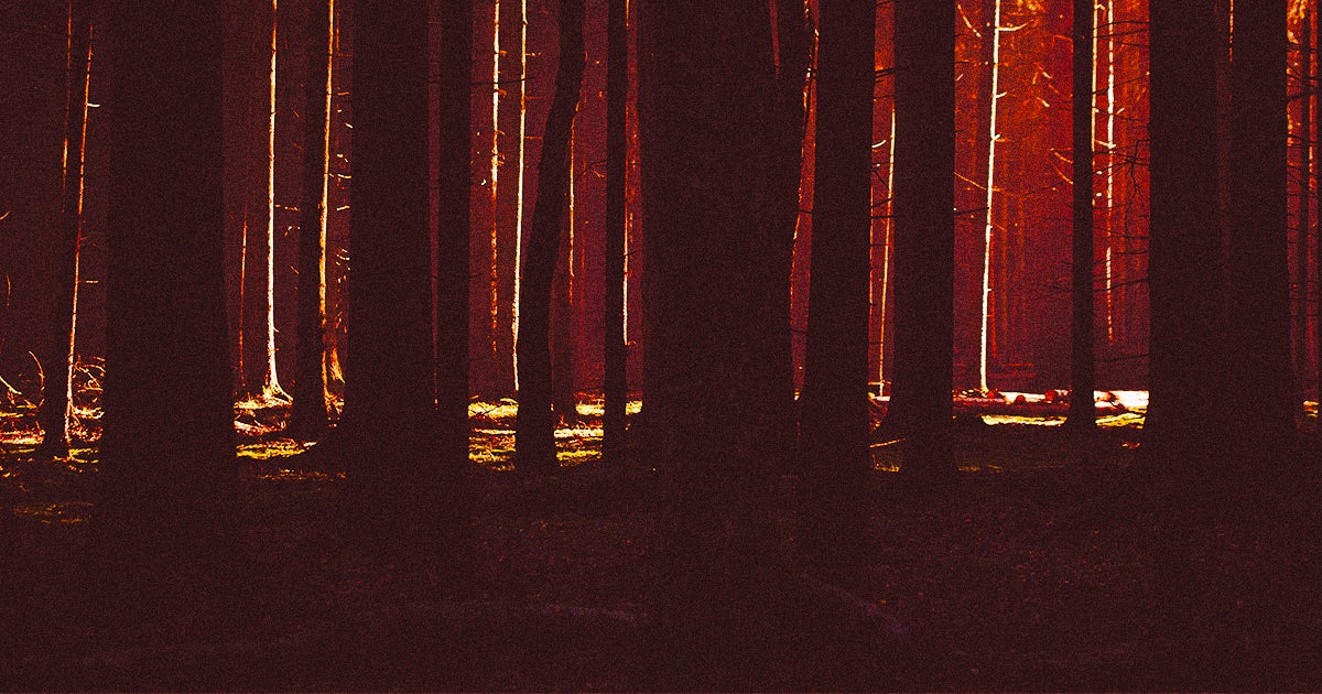 Planting trees in places where they belong is great for the planet, but trying to solve climate change through trees alone isn't enough and could backfire.
