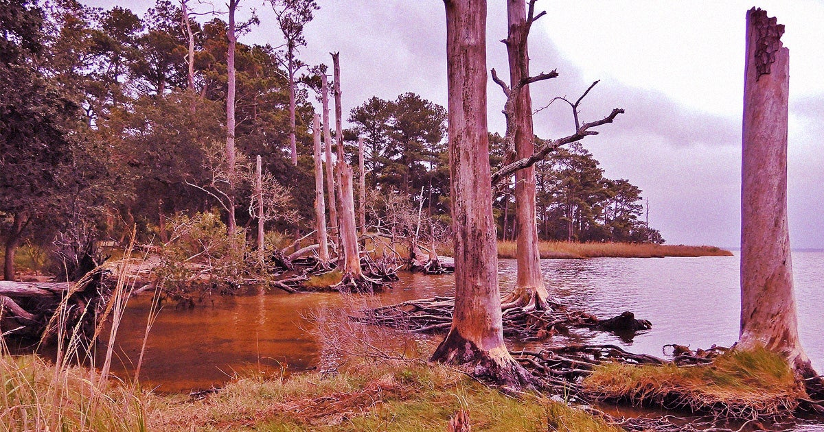 Researchers are worried over the rise of "ghost forests" along the coast of North Carolina, caused by climate change.