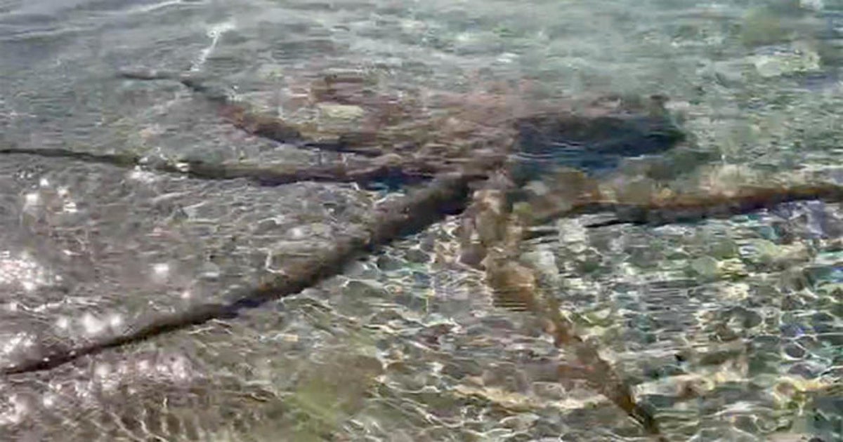 A giant octopus attacked a 34-year-old geologist in Dunsborough, Australia on March 18 — and video of their confrontation has gone viral.