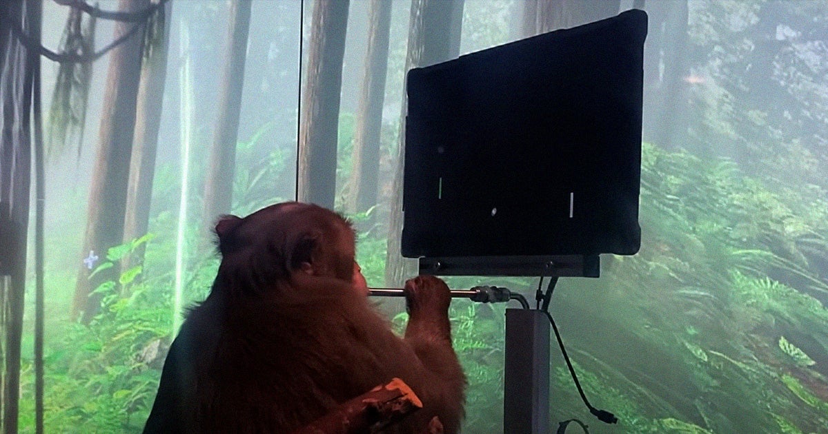 Elon Musk's Neuralink has shown off an impressive new feat: a nine year old macaque called Pager playing a game of pong only using the signals in its brain.