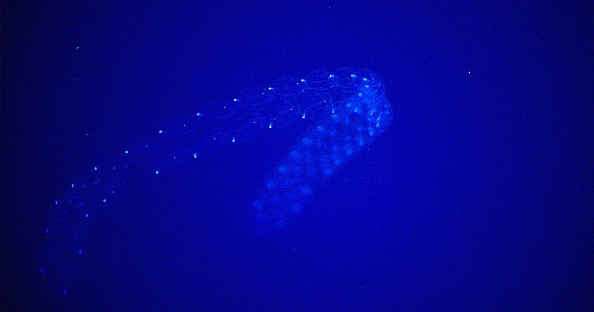 Small gelatinous marine organisms called sea salps are wreaking havoc on two nuclear reactors in South Korea, forcing them offline, Bloomberg reports.