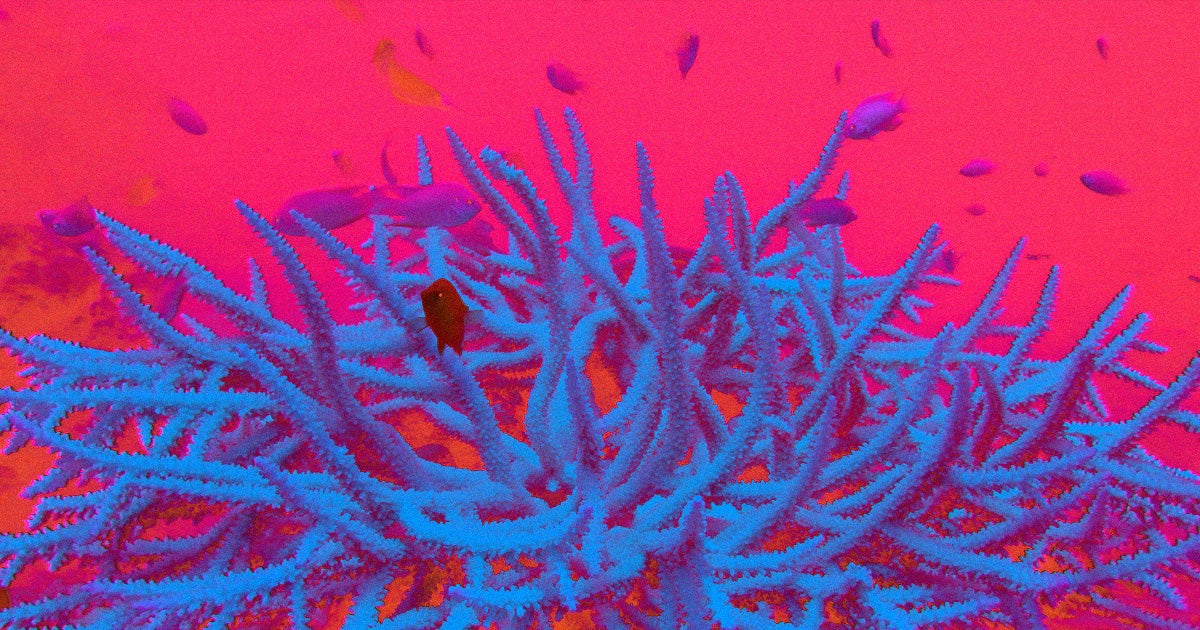 A team of researchers in Japan have managed to successfully establish cell lines in a coral, meaning that they were able to culture cells of a coral.