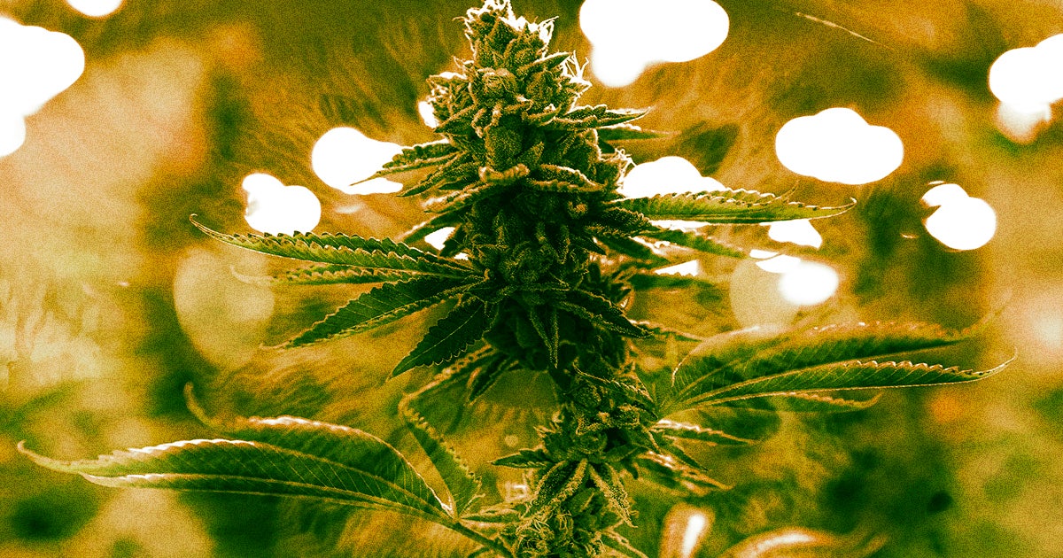 Research shows that smoking weed can significantly impair people's vision but that only a small percentage of people acknowledge that fact while high.
