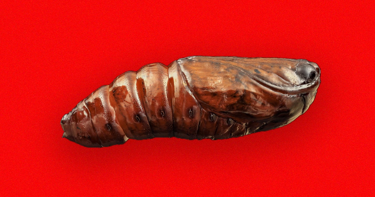 Oxitec, the biotech company behind the gene-hacked mosquitoes in the Florida Keys, is now planning to release genetically engineered fall armyworms.