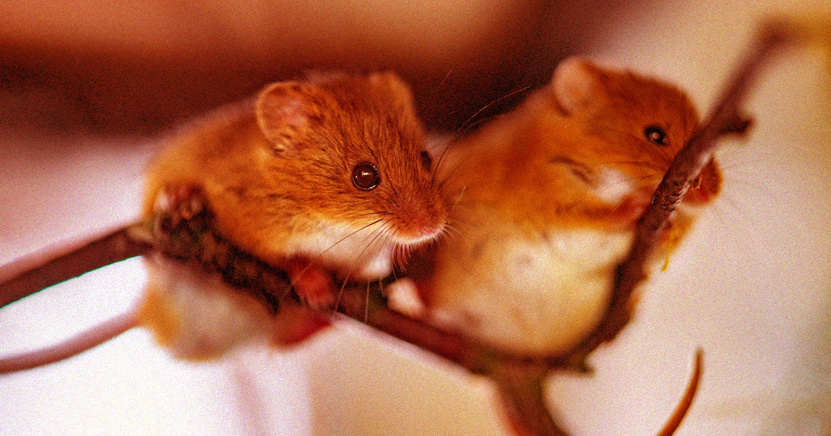 Triggering a completely wireless neural implant made rats become social with one another, but only until the signal turned off.