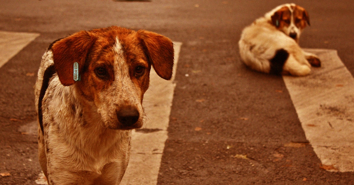 Researchers have found a new novel canine coronavirus discovered in a child who was hospitalized with pneumonia in Malaysia two years ago.
