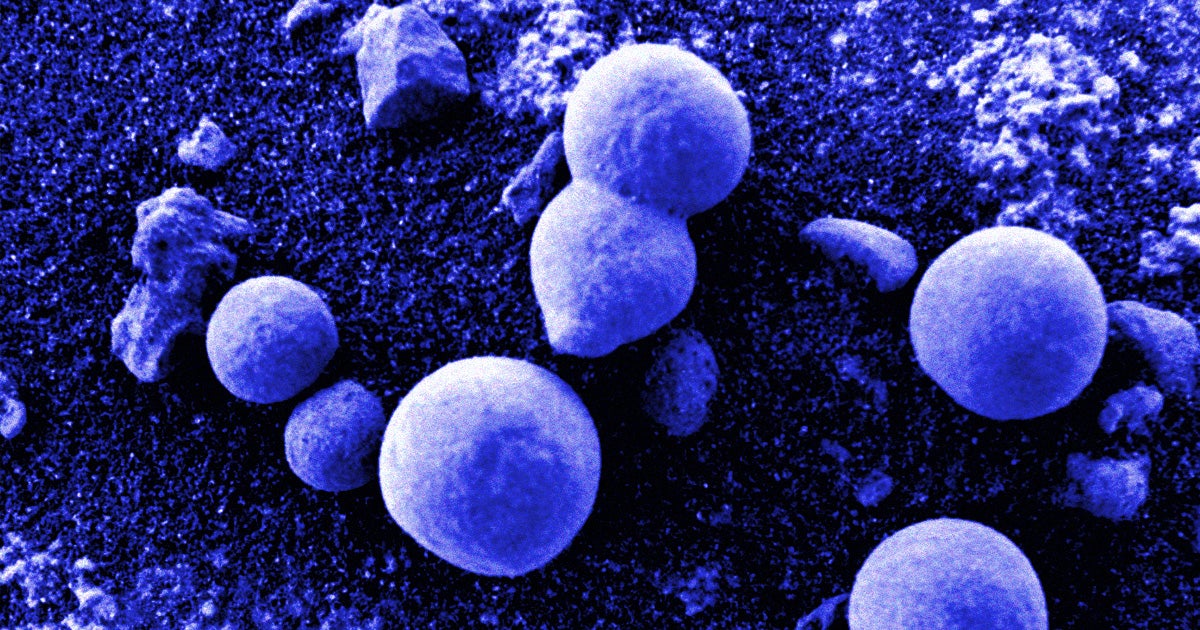 Experts are shredding a scientific paper that claims to have found photographic evidence of mushrooms on Mars.