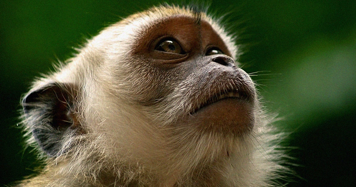 Scientists found a way to significantly reduce the levels of "bad" cholesterol in a monkey's bloodstream for ten months with a single CRISPR injection