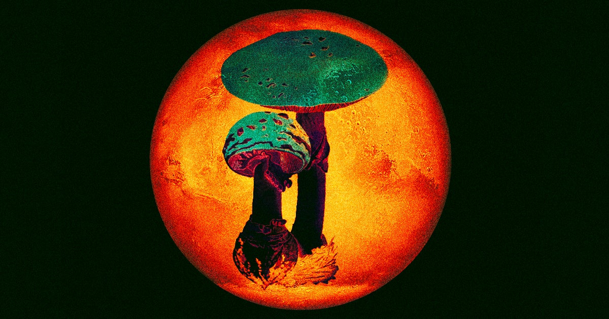 A questionable paper claiming NASA photos revealed fungal life on Mars didn't survive scrutiny, but that doesn't mean Martian life is impossible.