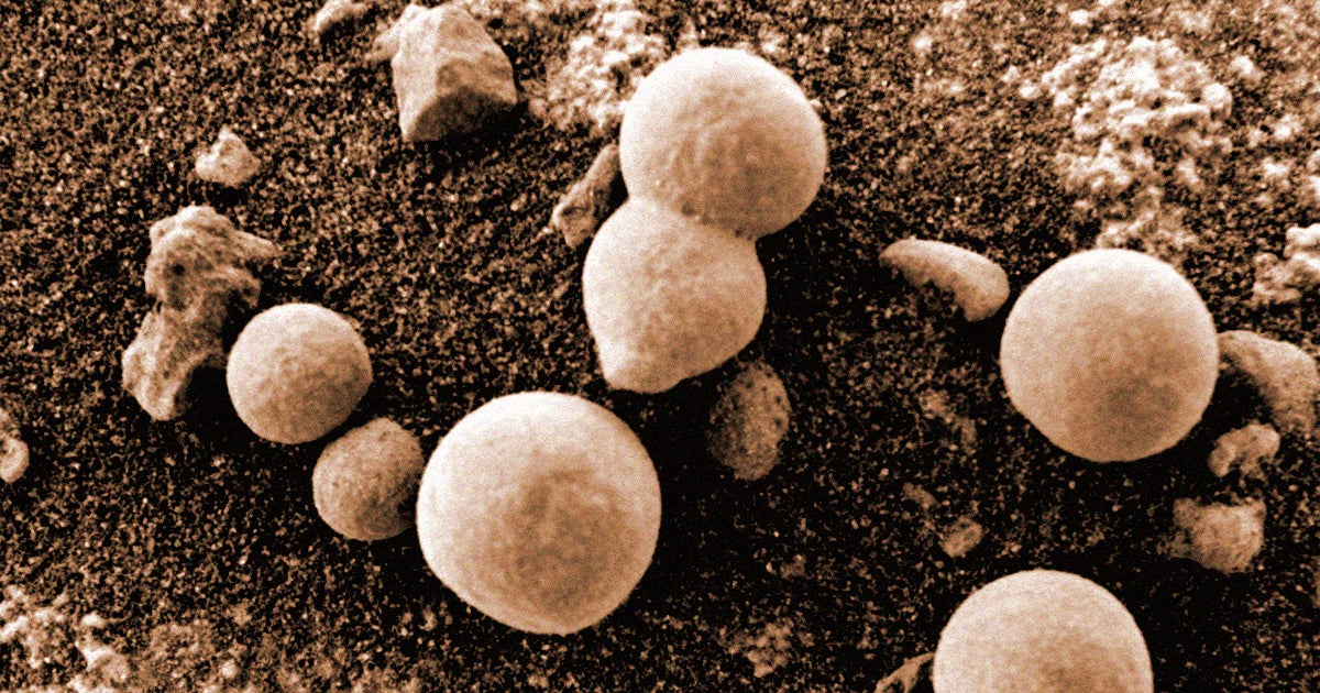 A team of researchers believes it has found ample evidence of a variety of fungus-like creatures on Mars by looking at NASA rover and orbiter images.