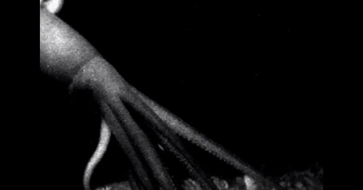 Researchers have captured stunning and rare footage of a giant squid hunting and swimming in the deep ocean waters off the Gulf of Mexico.