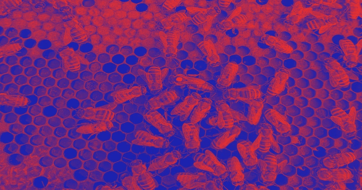 Scientists have discovered a subspecies of bees that can create perfect clones of itself — rendering it virtually immortal.