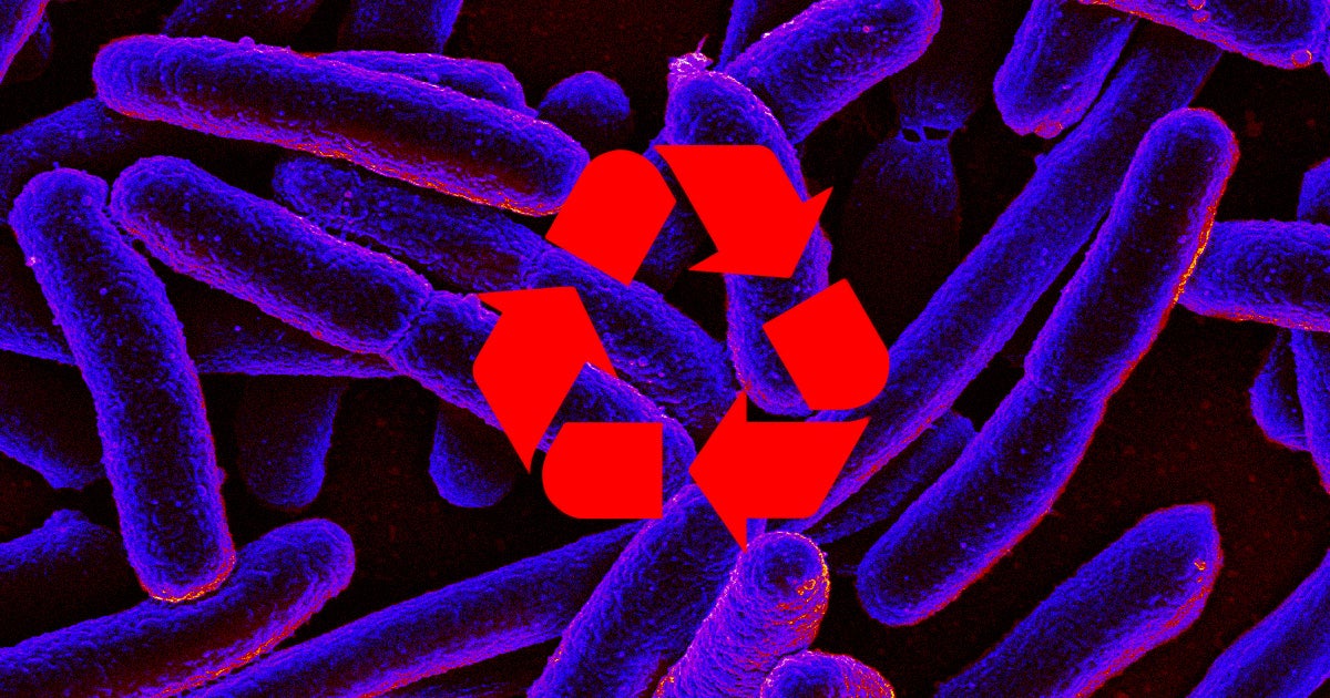Bacteria could provide us with a far more effective and green method of extracting precious metals from used electric car batteries.