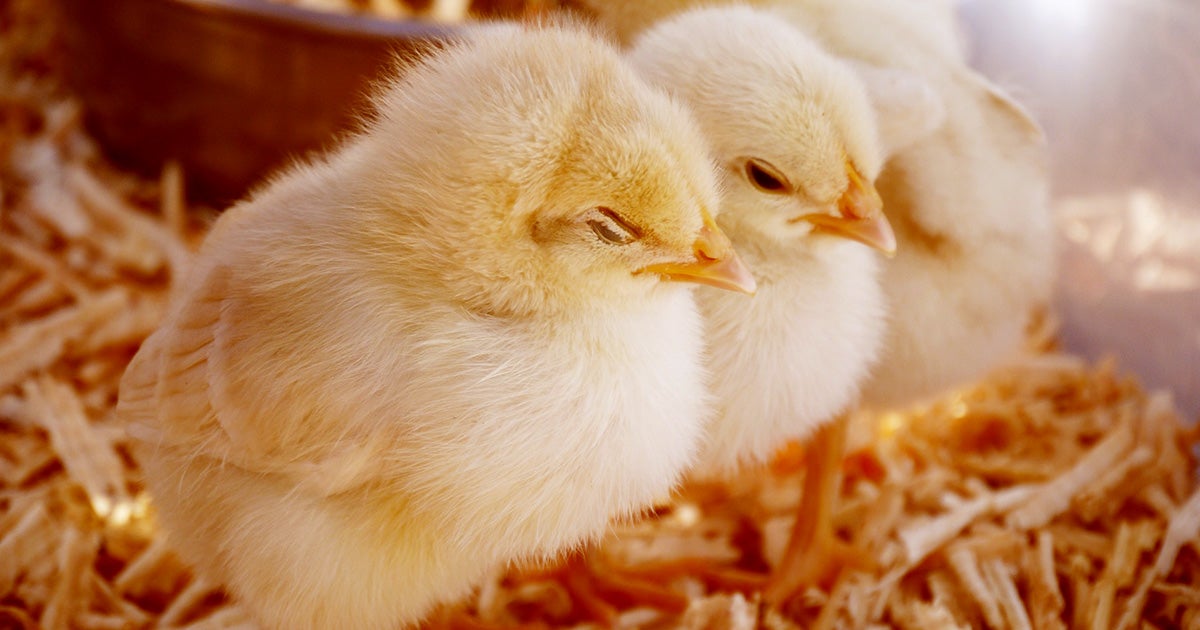 Officials in China have reported the first human infection of the H10N3 bird flu strain today, citing the hospitalization of a man in the city of Zhenjiang.