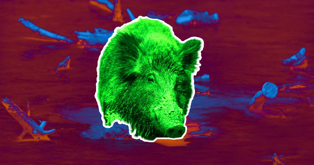 The evacuated area around post-meltdown Fukushima in Japan is being overrun by "relatively" radioactive boar-pig hybrids.