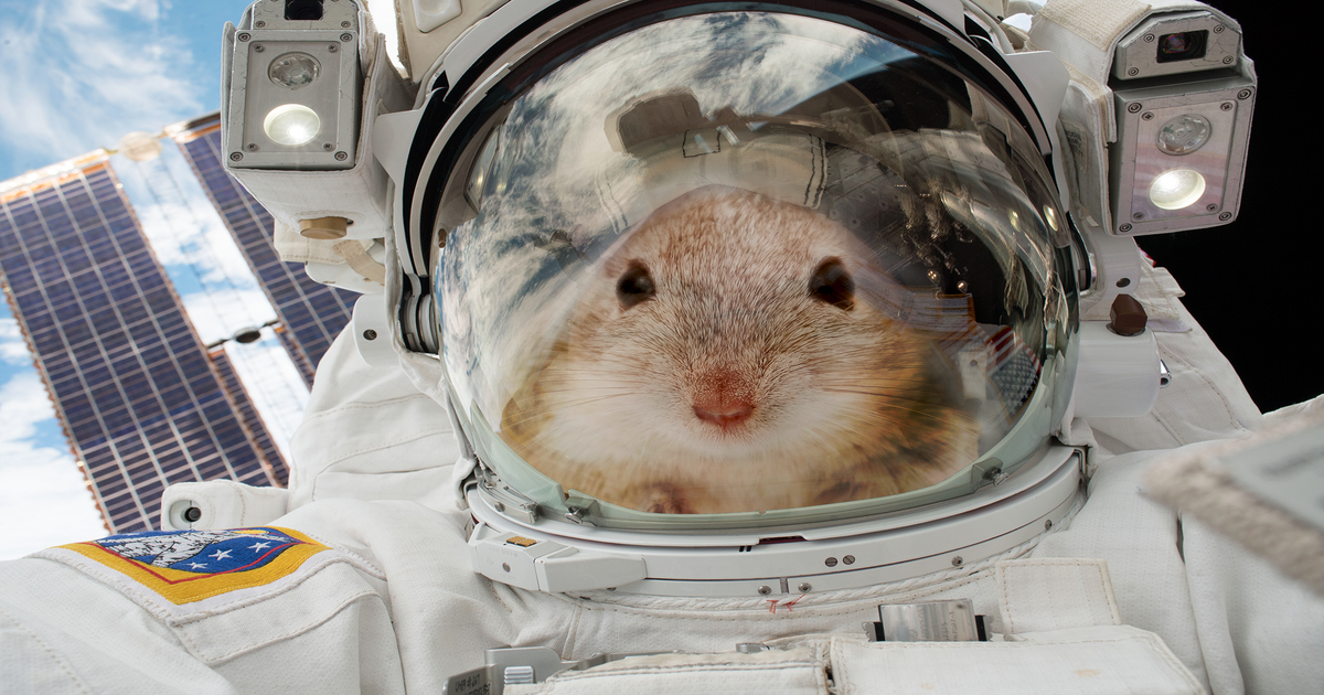 Scientists have sent a sample of mouse sperm into the Internation Space Station to study the effects of radiation on mammalian reproduction.