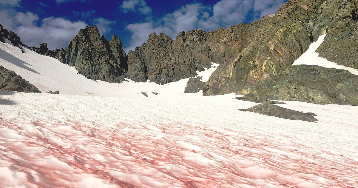 Scientists created a census of the algae causing the Alps' pink snow to better predict what it means for the changing environment.