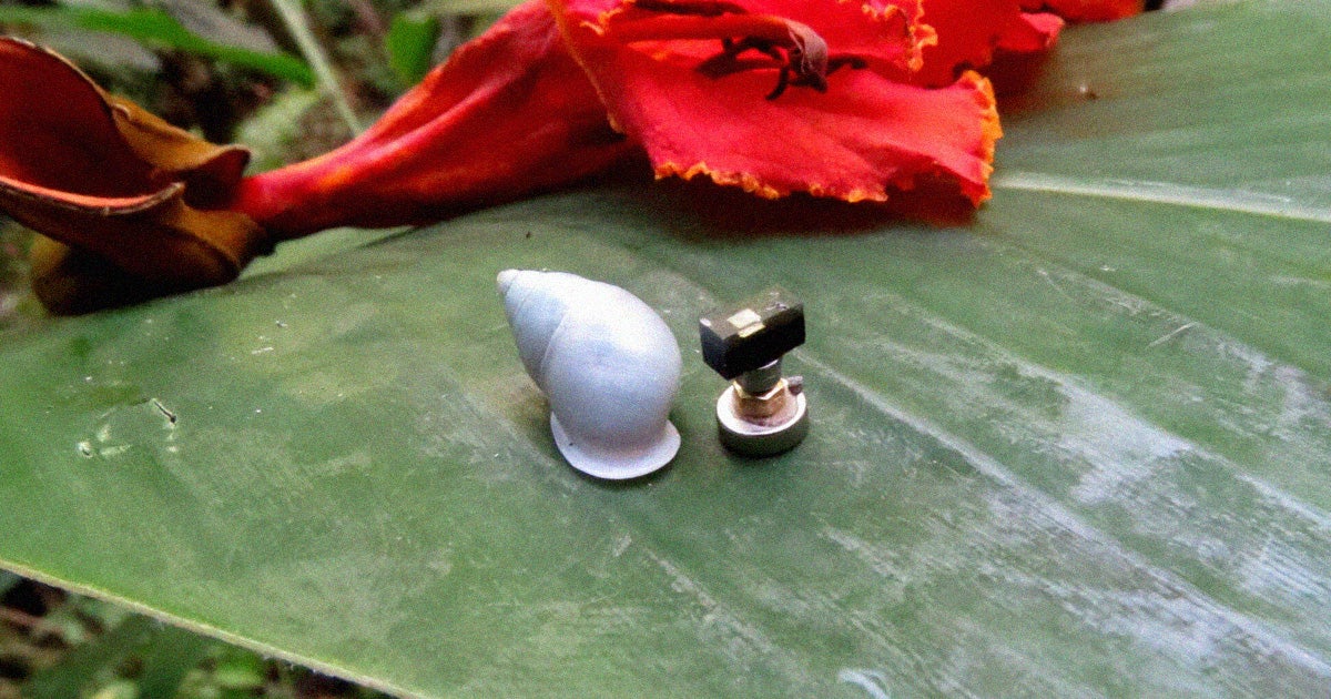 In order to determine how a scrappy snail evaded an invasive predator for decades, scientists turned it into a cyborg with a mini shell computer.