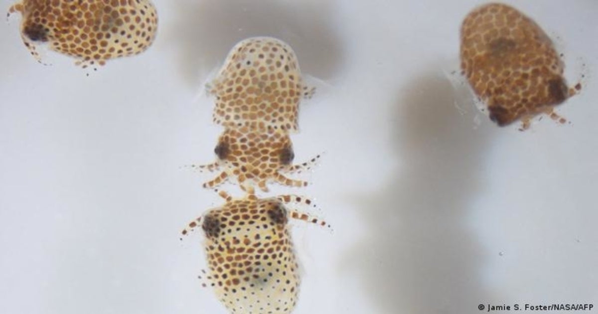 SpaceX has successfully completed their cargo resupply mission to the ISS — and brought a glow-in-the-dark squid to join the craft's crew.