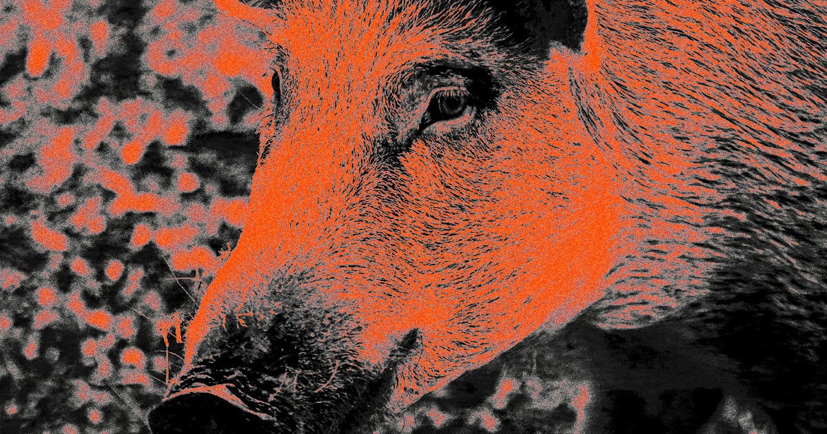 It turns out that feral hogs release huge amounts of carbon dioxide by diggig up soil as they invade and wreak havoc in new areas.