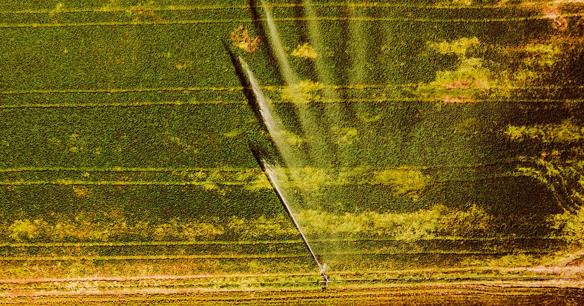 A massive lawsuit alleges that the extensive use of the pesticide chlrpyrifos caused neurological damage in developing embryos and young children.