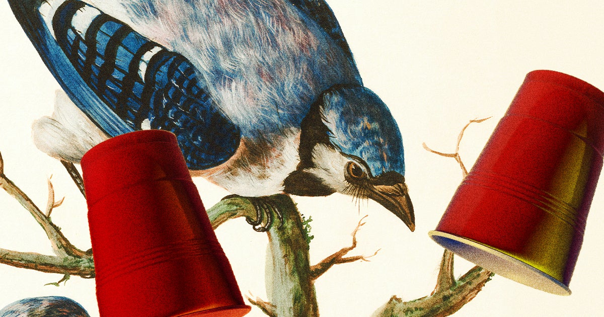 A team of Cambridge psychologists have demonstrated that magic tricks can fool birds, based on a snack-based version of the shell game.