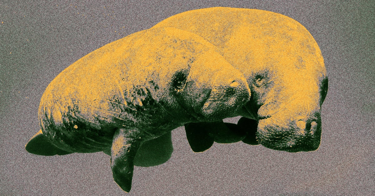 Manatees are dying off en masse as a result of worsening pollution and ecosystem collapse off the coast of Florida that took away their food supply.