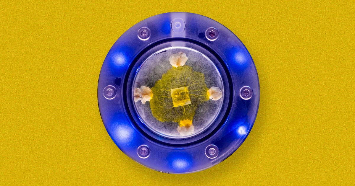 NASA just sent brainless bits of slime mold to the ISS to study how the single-celled organism's behavior is affected by microgravity.