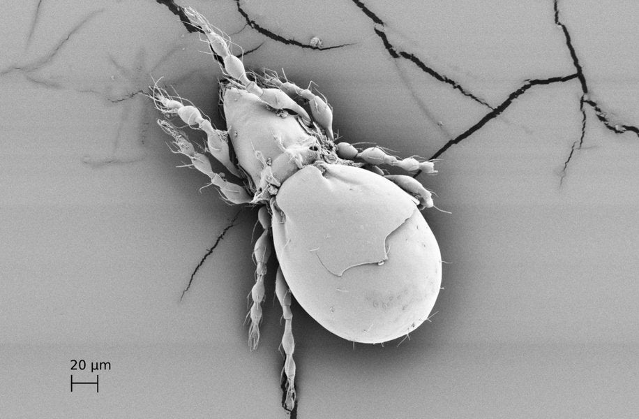 Researchers have discovered how an ancient species of all female beetle has survived without having sex. 