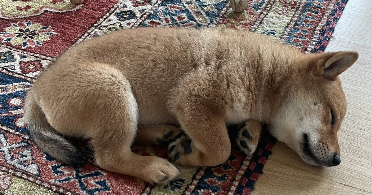 Tesla and SpaceX CEO Elon Musk has officially adopted a furry companion friend called Floki — and, of course, the internet is aflame.