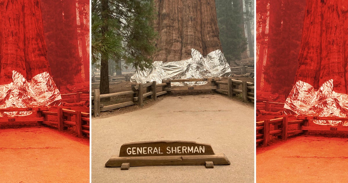 Massive wildfires in California are forcing firefighters to wrap massive trees in fire-resistant blankets, including the world's largest tree by volume.