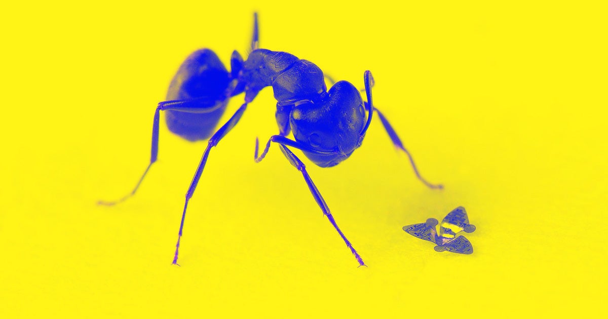 A team of engineers at Northwestern University have built tiny microchips with wings that glide like a maple tree's winged seed.