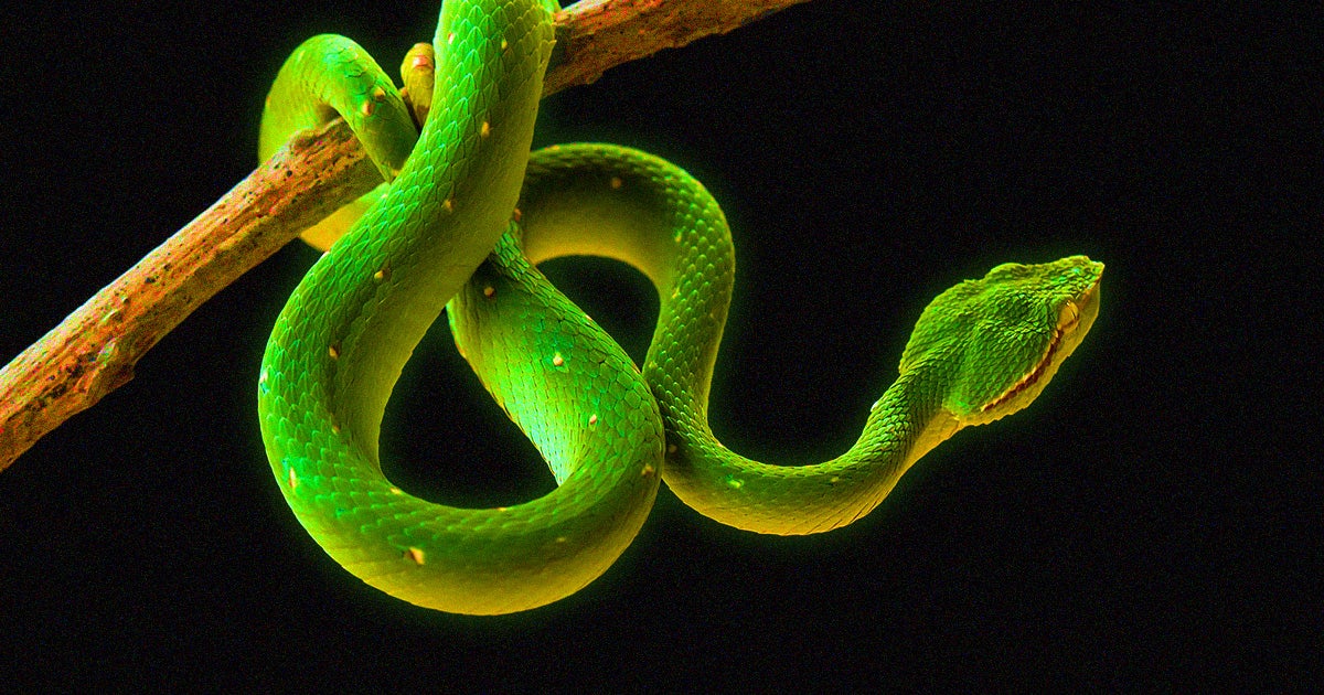 Snakes equipped with GPS trackers and dosimeters are monitoring radioactivity levels near the Fukushima nuclear disaster site.