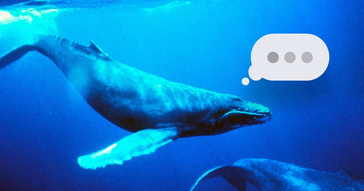 An interdisciplinary team of scientists have launched a project with the goal of decoding and potentially communicating with sperm whales.