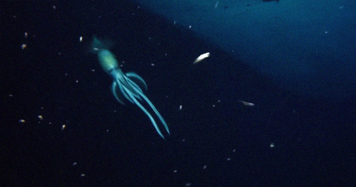 Last year, a remotely-controlled deep sea vessel got surprised by a massive sea creature while exploring a shipwreck in the Red Sea at almost 2,800 feet.
